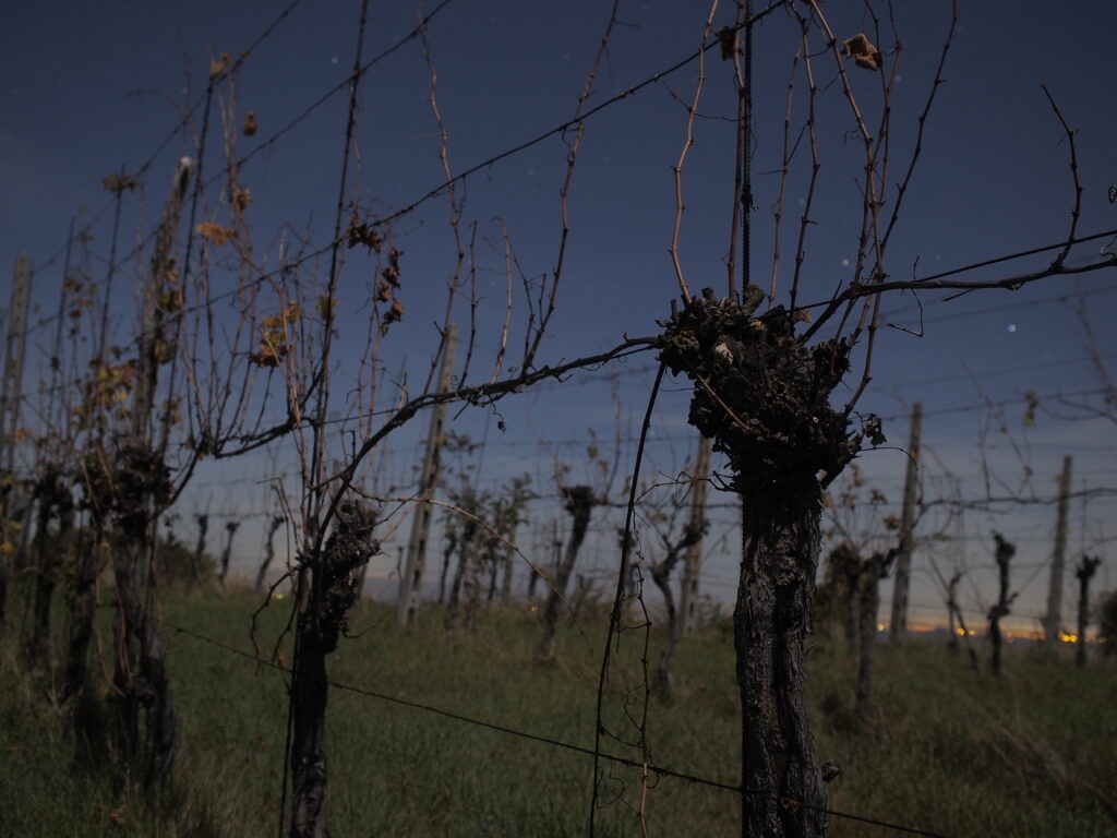 Azienda