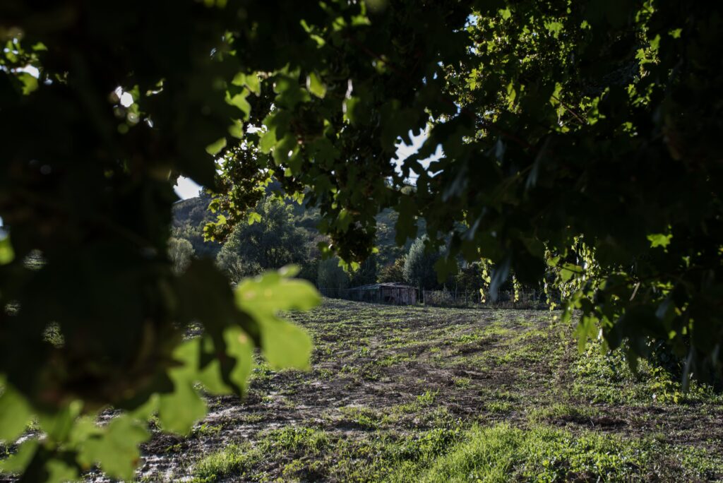 Azienda
