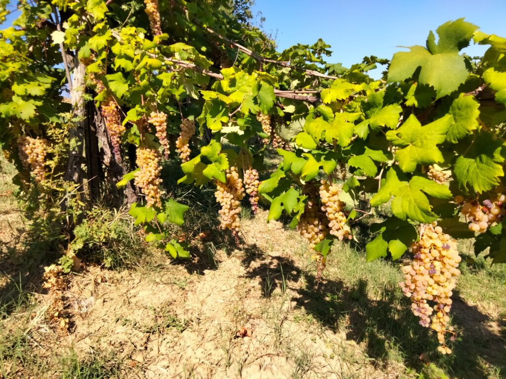 Azienda