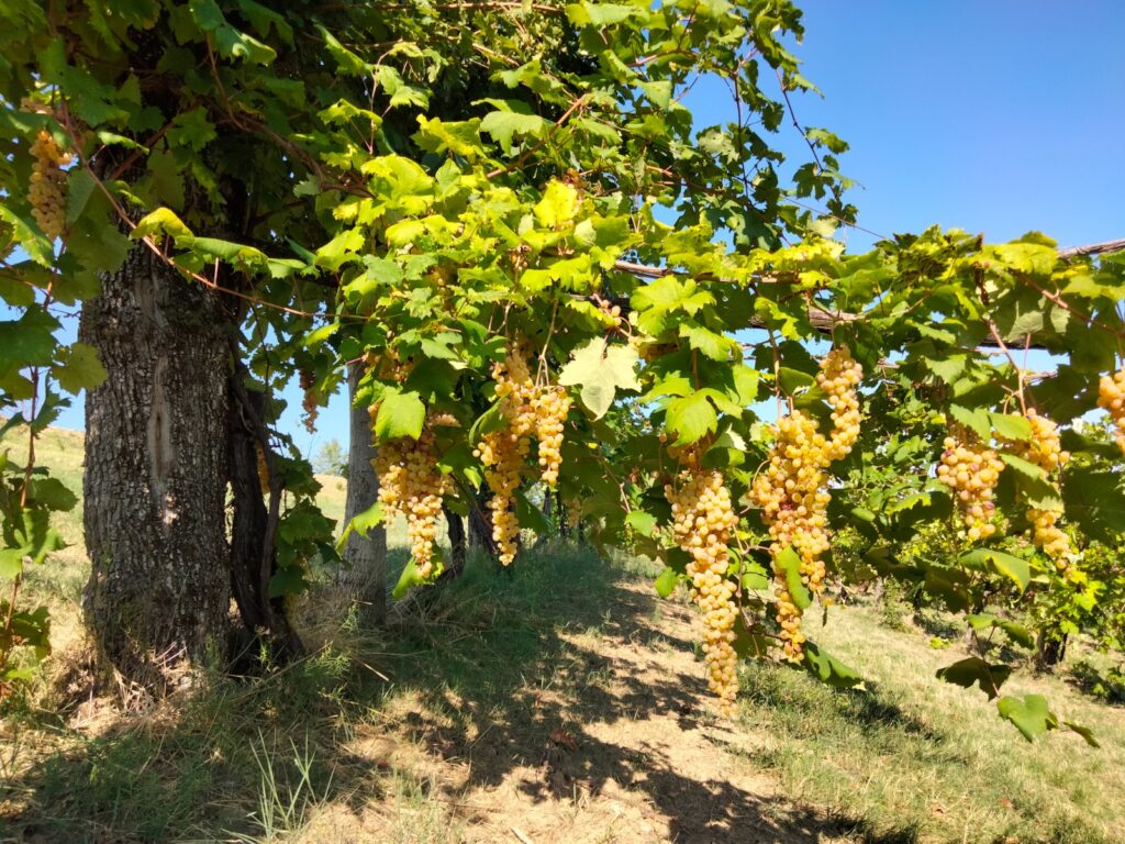 Azienda