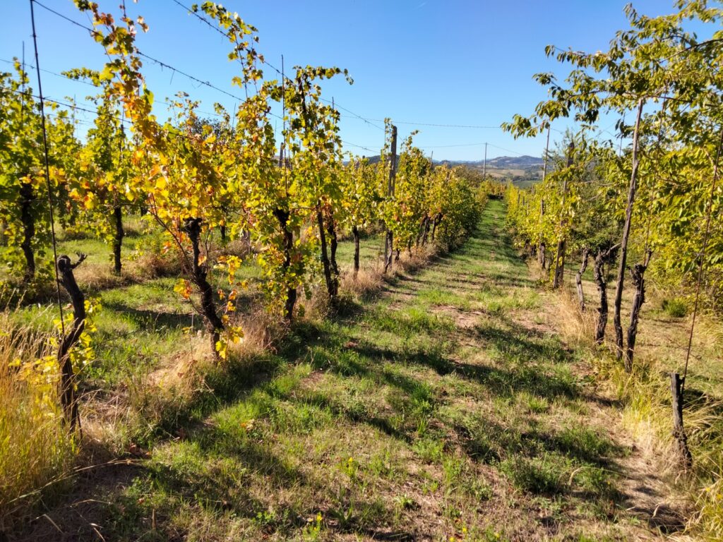 Azienda