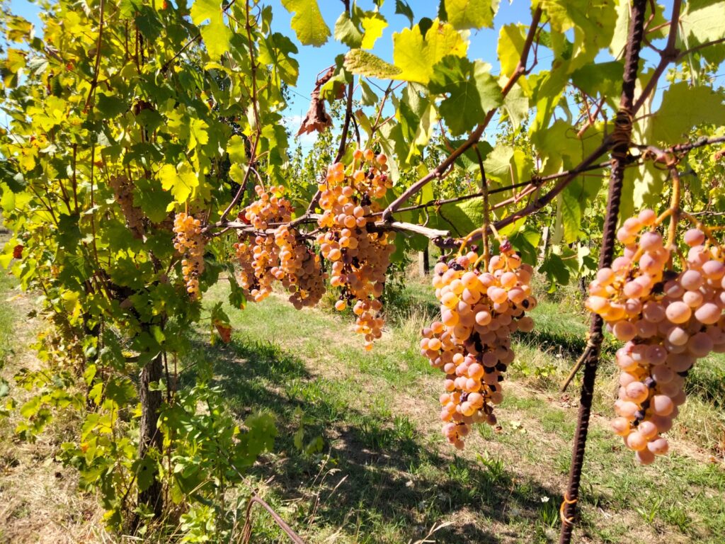 Azienda